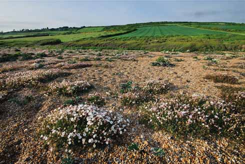 COGDEN Sea campion growing on the shingle beach