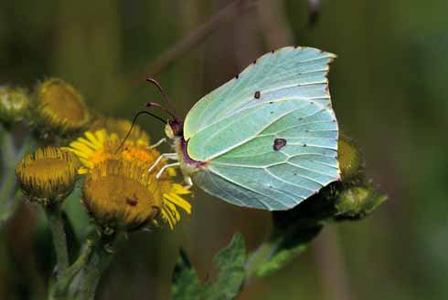 BRIMSTONE Gonepteryx rhamni Brimstone butterfly