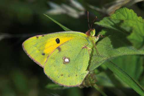 810edVarndell4 Clouded yellow