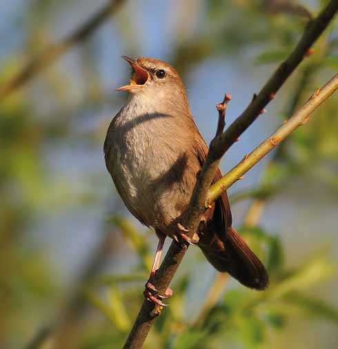 CETTI'S WARBLER Cettia cetti Cetti's warbler