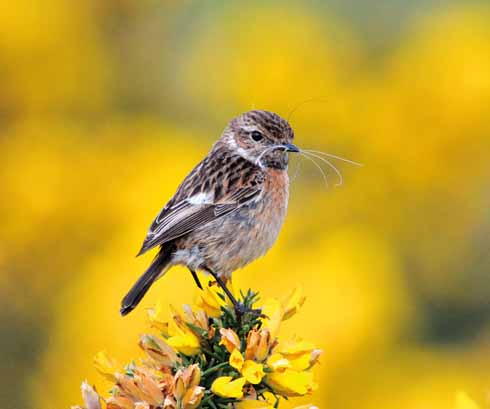 STONECHAT Saxicola torquata Stonechat