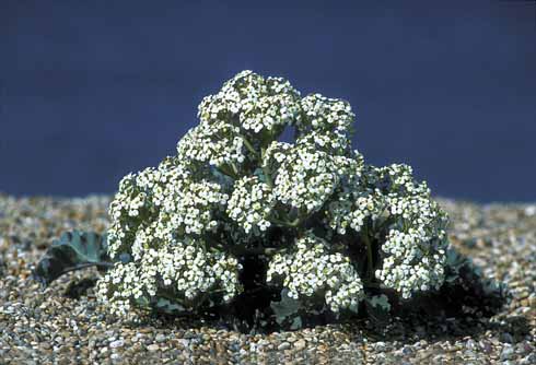 SEA KALE Sea kale