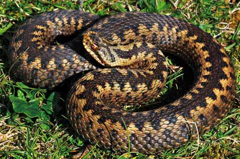 ADDER Vipera berus Adder