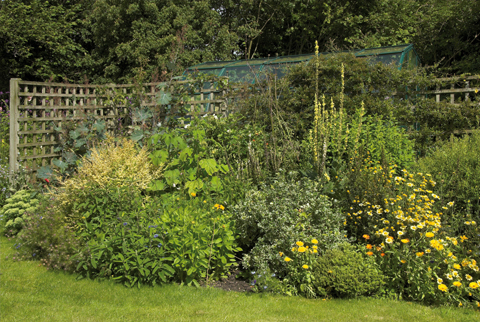 DAIRY HOUSE A good yellow border