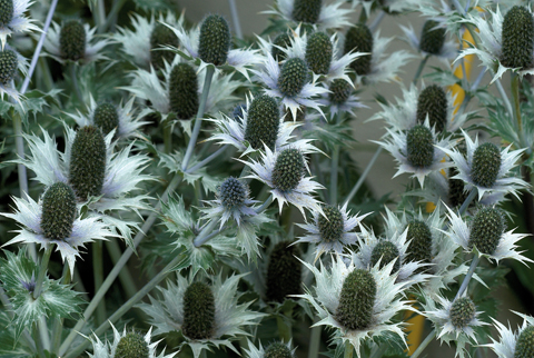 910edGarden3 ‘Miss Wilmot’s Ghost’, one of the best sea hollies