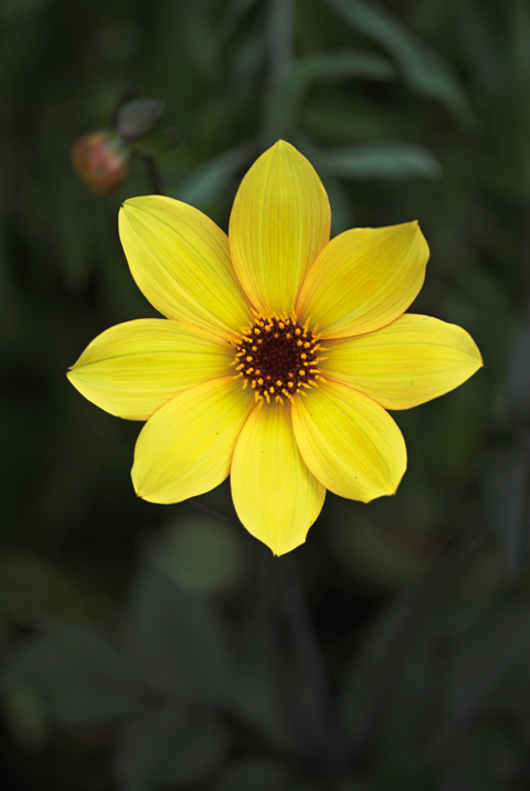 DAHLIA 'BISHOP OF YORK' Dahlia ‘Bishop of York’ will flower until the frosts