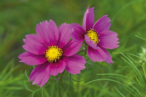 COSMOS BIPINNATUS 'SENSATION' Annual cosmos is ideal for filling gaps in borders