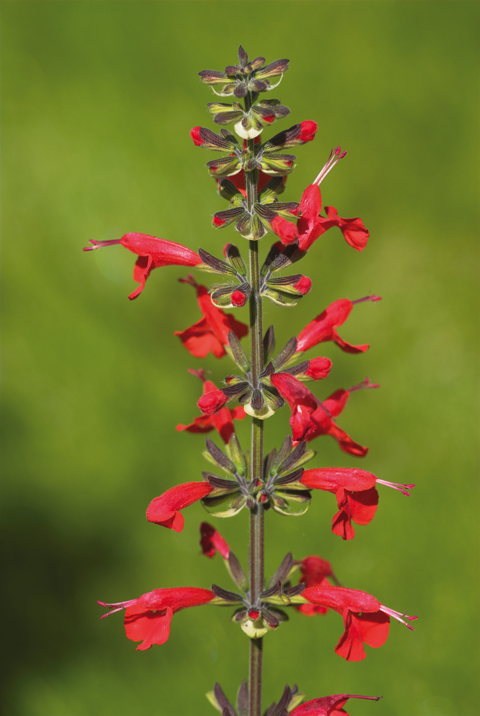 910edGarden8 Salvia coccinea