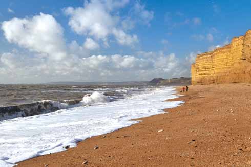 1010edBurton8 The beach at Burton Bradstock is not only a significant geological feature – its mixture of hard and soft Bridport sands give the cliffs a serrated look – but was also the place where, according to folklore a mermaid was brought to land in 1757; probably it was an off-course dugong. Less exotic landings were made there by Dorset smuggler par excellence, Isaac Gulliver, who even planted a stand of conifers as a landmark for his smuggling fleet.