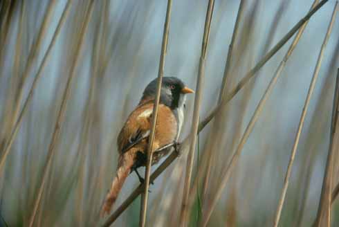 1004137.tif Exotic-looking bearded tits are a sought-after species with birdwatchers, but their numbers were down after the cold winter of 2009/10