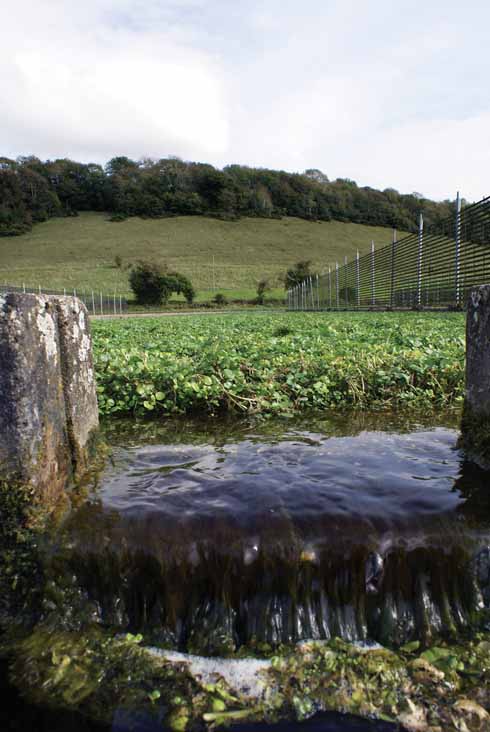 1210edSydling1 Sydling is an attractive village with clear running streams where watercress is still grown