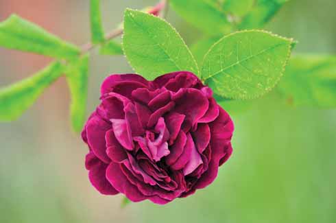 ROSA TUSCANNY SUPERB The gloriously rich colour of Rosa ‘Tuscany Superb’