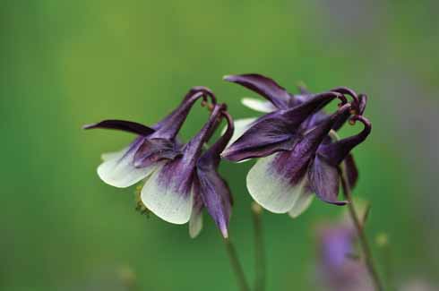 MAGPIE AQUILEGIA Aquilegia ‘Magpie’ is strikingly different