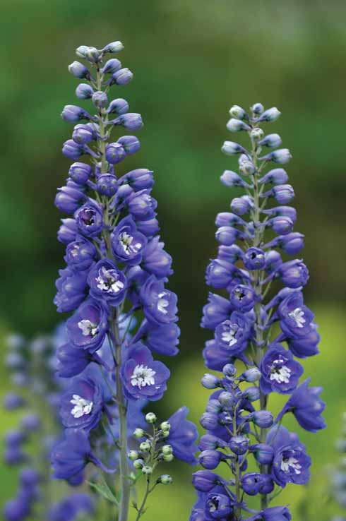 DELPHINIUM 'BLUEBIRD' Eye-catching Delphinium ‘Bluebird’