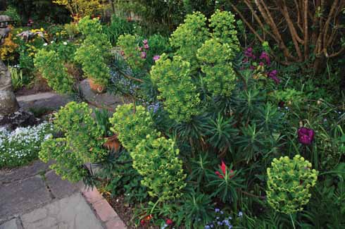 311edGarden7 The weird Euphorbia wulfenii is wonderful!