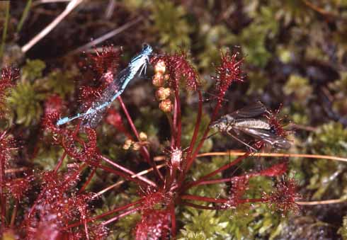 311edInsects2 A common blue damselfly and daddy-long-legs have become trapped by the sticky leaves of an oblong-leaved sundew on Morden Bog