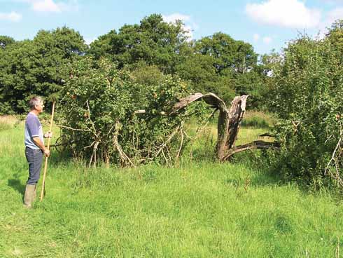 411edApples2 In a derelict orchard at Pymore near Bridport: 'a tree,broken but still vigorous'