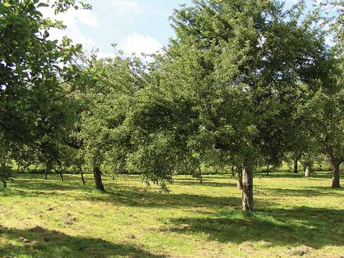 411edApples3 An orchard of Golden Ball apple trees near Netherbury