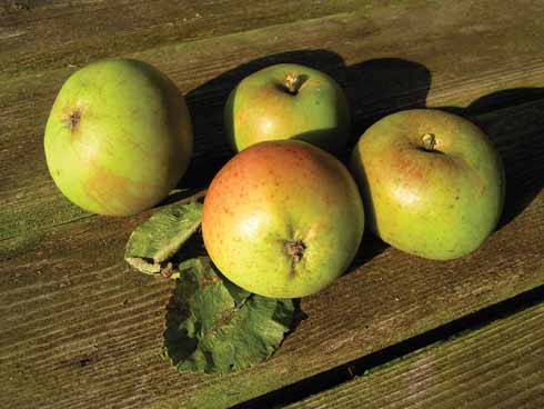 411edApplesInBox Ironsides were recorded from the 19th century