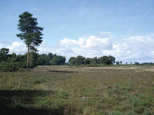 711edFACEOF3 The Holt Heath National Nature reserve (NNR) covers an area of 488 Ha (1205 acres)