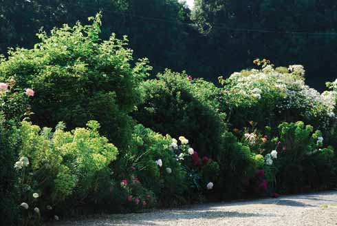 711edGarden1 Repeat planting in a mature border