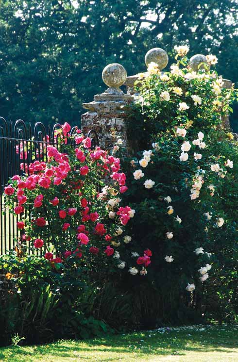 711edGarden2 Welcoming roses on the boundary fence