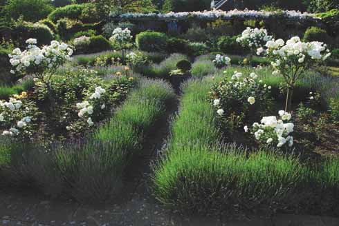 FORMAL ROSE GARDEN Roses and lavender – an irresistible combination