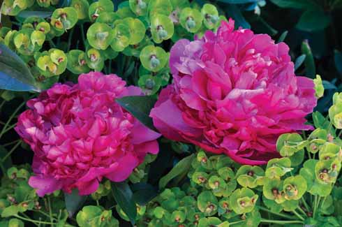 711edGarden4 Peony and euphorbia blend beautifully