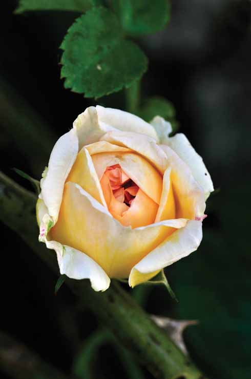 ROSA ALCHEMIST Beautifully scented climbing rose ‘Alchemist’.