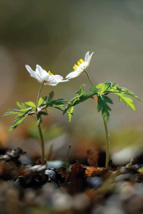 WOOD ANEMONE Anemone nemorosa