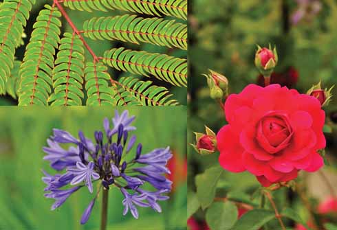 ALBIZIA