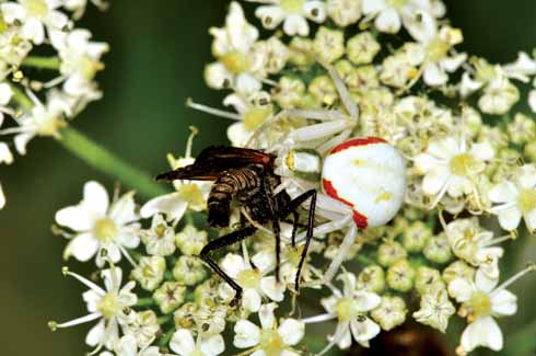 CRAB SPIDER (Misumena vatia)
