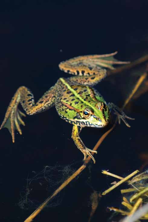 MARSH FROG Pelophylax ridibundus