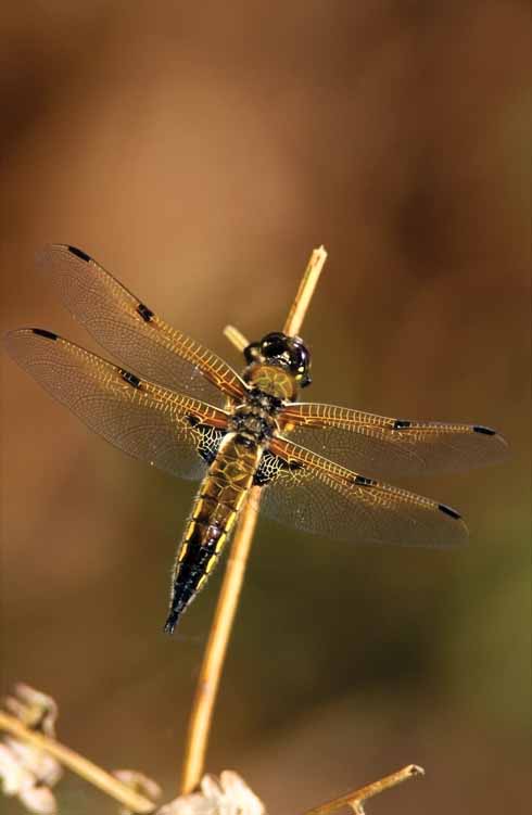 FOUR-SPOTTED CHASER (Libellula quadrimaculata)