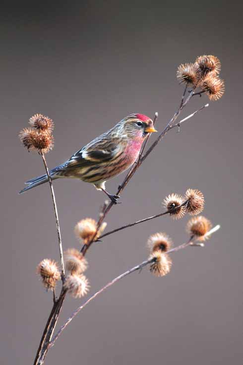 During the autumn, the redpoll feeds on alder seeds. By December when the seed stock is diminished, the bird turns up at garden feeding stations across Dorset.