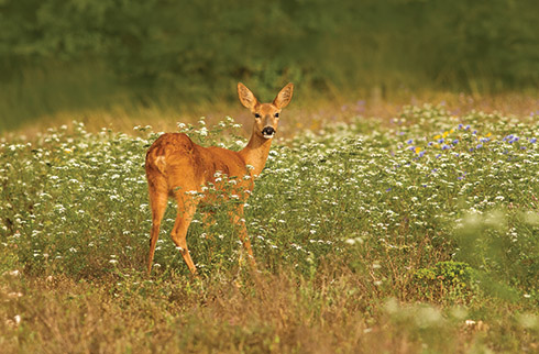 John was again lying in wait for hares when a very nervous and timid roe deer appeared from the hedge. 'She could,' says John, ' sense I was there'.
