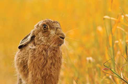 It had just rained on a tiny strip of dying wheat. The sun came out, turning the background ‘gold’, and then along came the hare.