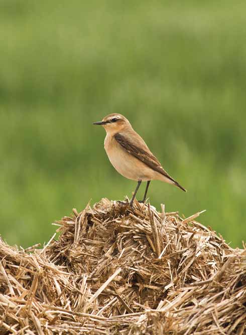 This growing manure pile yielded many flies and was a wonderful food source attraction for the birds, one of them being this wheatear