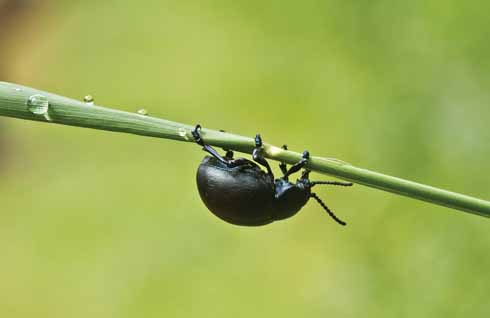 The bloody-nosed beetle’s common name comes from its unusual defence strategy of exuding bright red fluid from its mouth when threatened. As well as providing a visual deterrent, the fluid is foul-tasting thus putting birds and other would-be predators off the beetle as a lunch option.