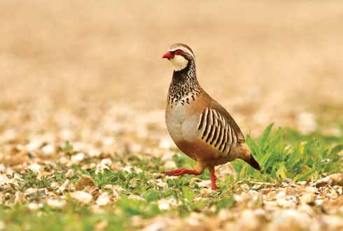 Red-legged partridges are surprisingly hard to spot. Despite such colourful plumage, they blend remarkably well into their habitat. This particular one marched by as John lay in wait for hares.