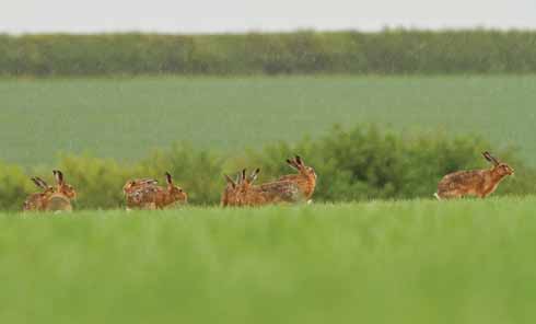 This image was one that gave the most satisfaction. John lay in the pouring rain for three hours, watching the hares play and capturing eight in one frame!