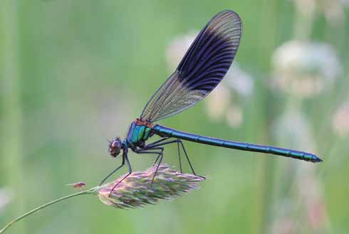 Taken at Shapwick, as the sun set, this male banded demoiselle began to settle down for the night. Macro photography often throws up some great surprises; in this instance John didn't see the fly to the left of the demoiselle until he had the image on screen.