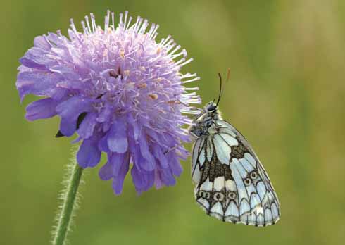 A marbled white butterfly on scabious taken early morning at Badbury Rings…waiting for the butterfly to warm up