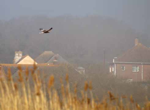The 'skydancing' – ie male in male's clothing – marsh harrier with Weymouth beyond, overflying his territory without the faintest idea that when he is up and around, there's an unwanted visitor paying personal calls to Radipole's female marsh harrier