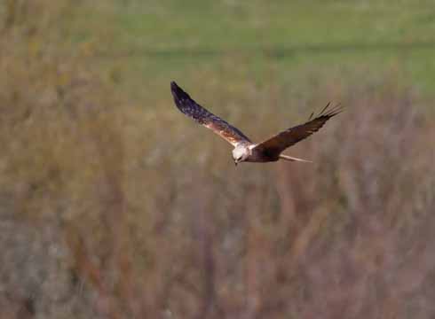 The 'sneak' male, whose smaller size and dark colouring ensures that he is not perceived as a threat to the other Radipole male marsh harrier