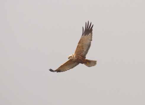 The much lighter underside plumage of the traditional male (when compared with the female and the sneak marsh harriers) is clearly visible in these two shots