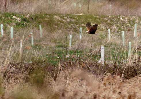 No soaring skydancing for this underhand male; he simply takes along a quick snack when he visits the female to impress her