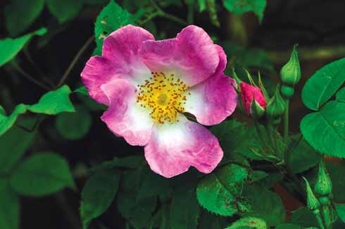 This rose is a strong growing shrub with thorny stems; it produces a good crop of hips in the autumn
