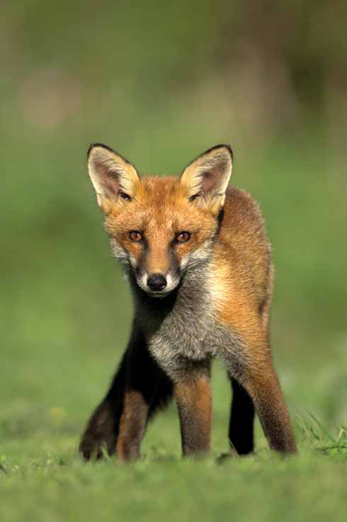 The fox can be seen as both scavenger and predator. It is an intelligent opportunist in both scenarios.