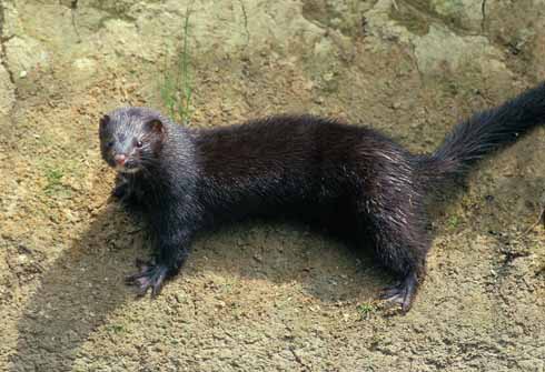 After a period where mink numbers rose and rose, the resurgence in the otter population has seen the frequency of mink sightings (and presumably numbers) fall in territories held by otters